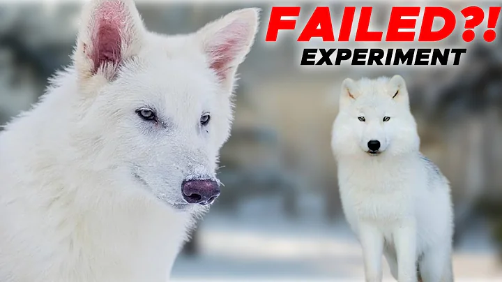 WITNESS The Resurrection of Dire Wolves!