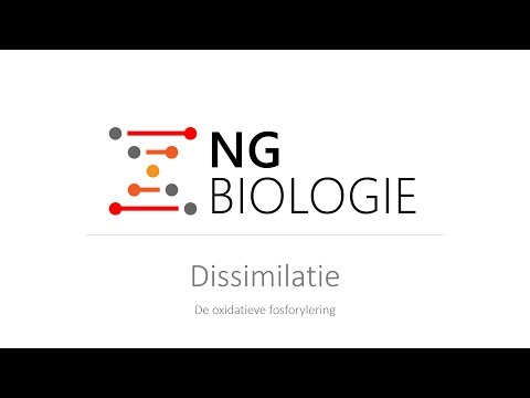 Video: Verschil Tussen Oxidatieve En Niet-oxidatieve Deaminering