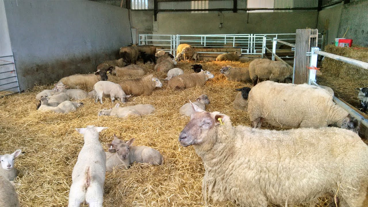 can you make money farming sheep