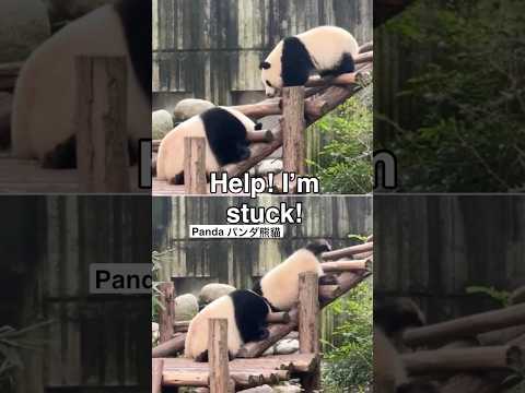 Panda : Help! I am stuck パンダ　大熊貓 大熊猫