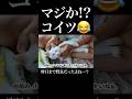 マジか!? コイツ😂昨日まで野良だったよね…?💦　 #保護猫 #猫 #おもしろい猫 #猫のいる暮らし