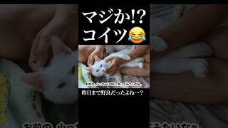 マジか!? コイツ😂昨日まで野良だったよね…?💦　 #保護猫 #猫 #おもしろい猫 #猫のいる暮らし