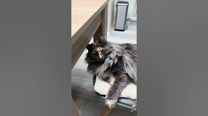 Video 11859101: maine coon cat, mainecoon, furry giant, big cat