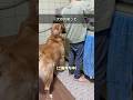 犬の尻尾 #dog #子供と犬 #犬の尻尾