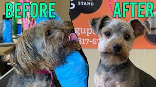 Really Bad Yorkie Face Groom