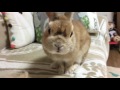 うさぎのモキュ様 大換毛期到来！