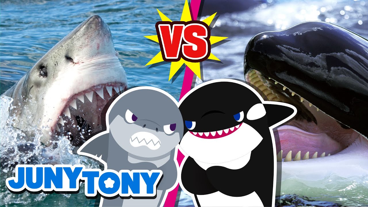 ¡Revancha! Gran Tiburón Blanco vs. Orca ¡Que Gane el Mejor
