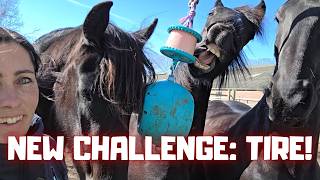 We’re Trying Something New… With a Tire! Full Speed Horses &amp Ponies and Much More! | Friesian Horses
