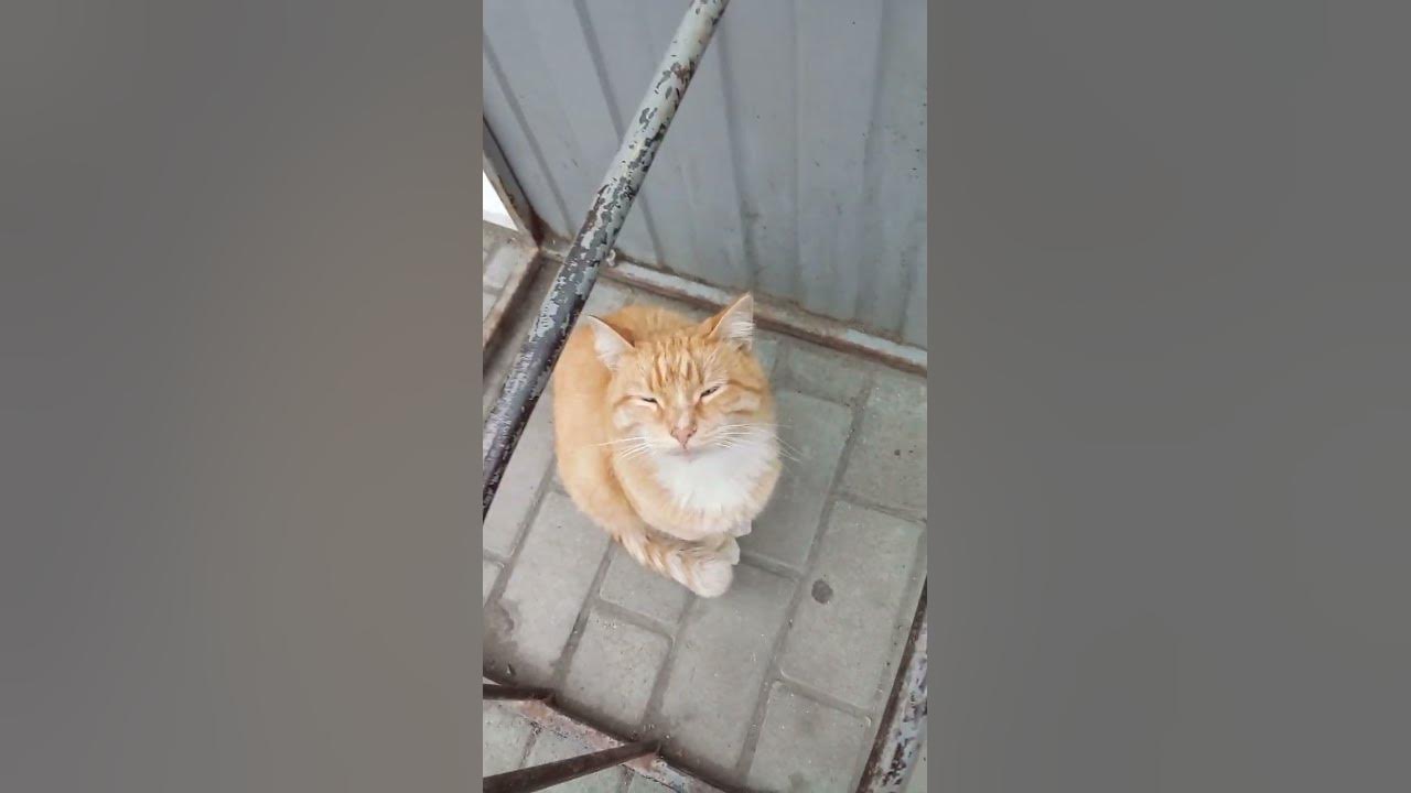 КРАСИВЫЙ РЫЖЫЙ КОТ🐱🐱🐈🐈 - YouTube