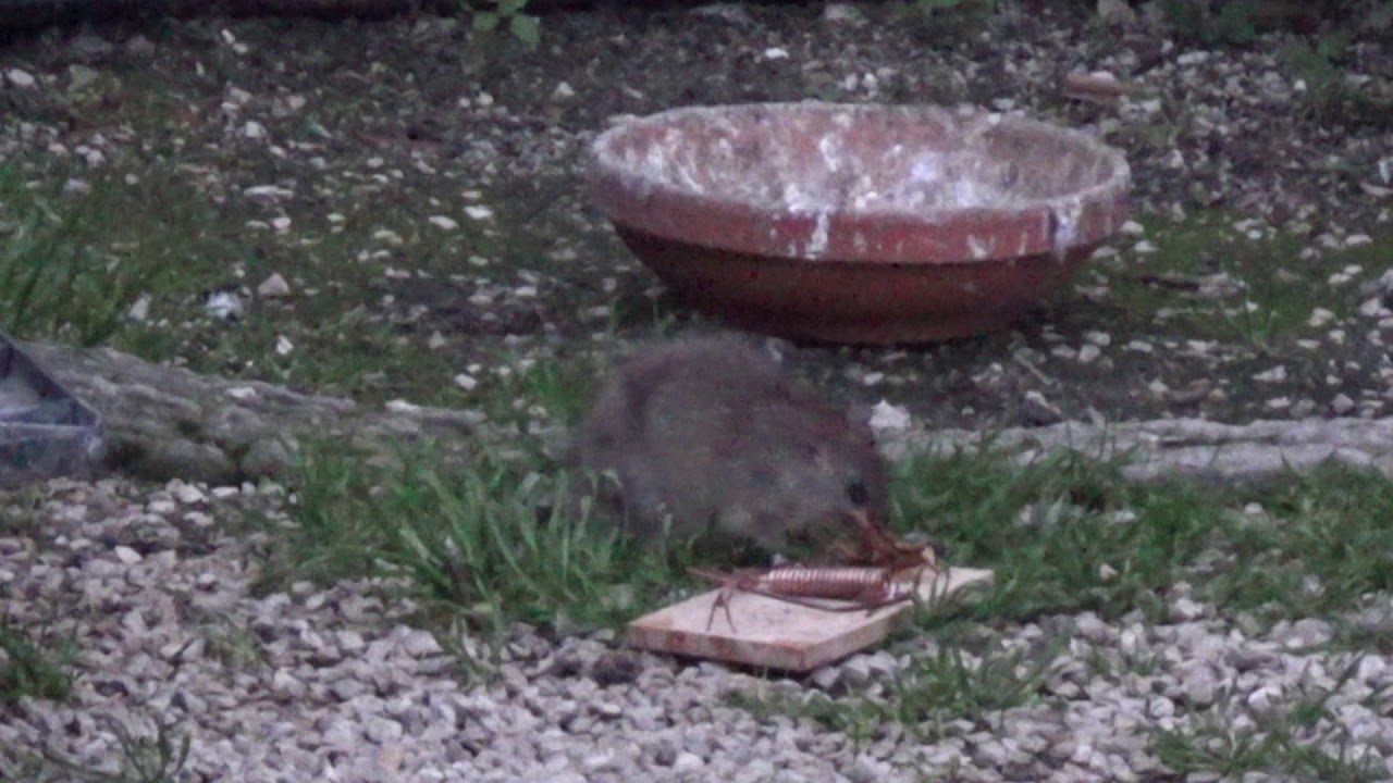 Rat caught in a mousetrap YouTube