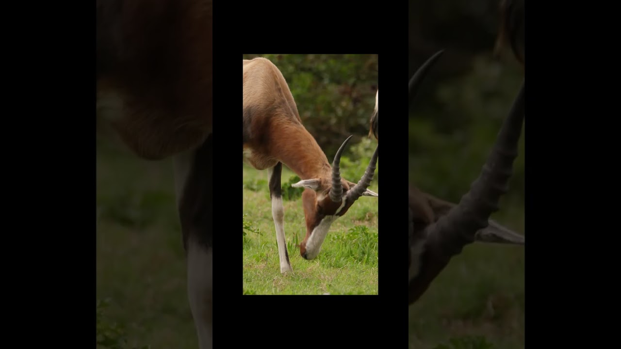 South Africa in 15 Seconds