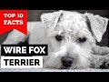 Wire Fox Terrier - Top 10 Facts  (Hunting Dog) の動画、YouTube動画。
