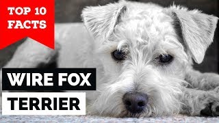 Wire Fox Terrier  Top 10 Facts  (Hunting Dog)