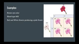 Extensions and Modifications Bsic Principles: Final Presentation