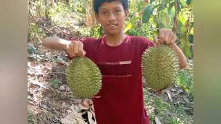 PANEN DURIAN DI KEBUN GUE DI LAMPUNG, TANGGAMUS.