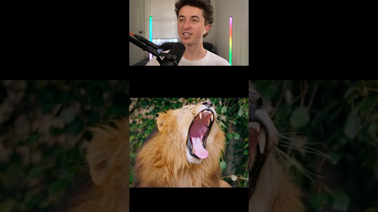How Animals Yawn 🤯🥱