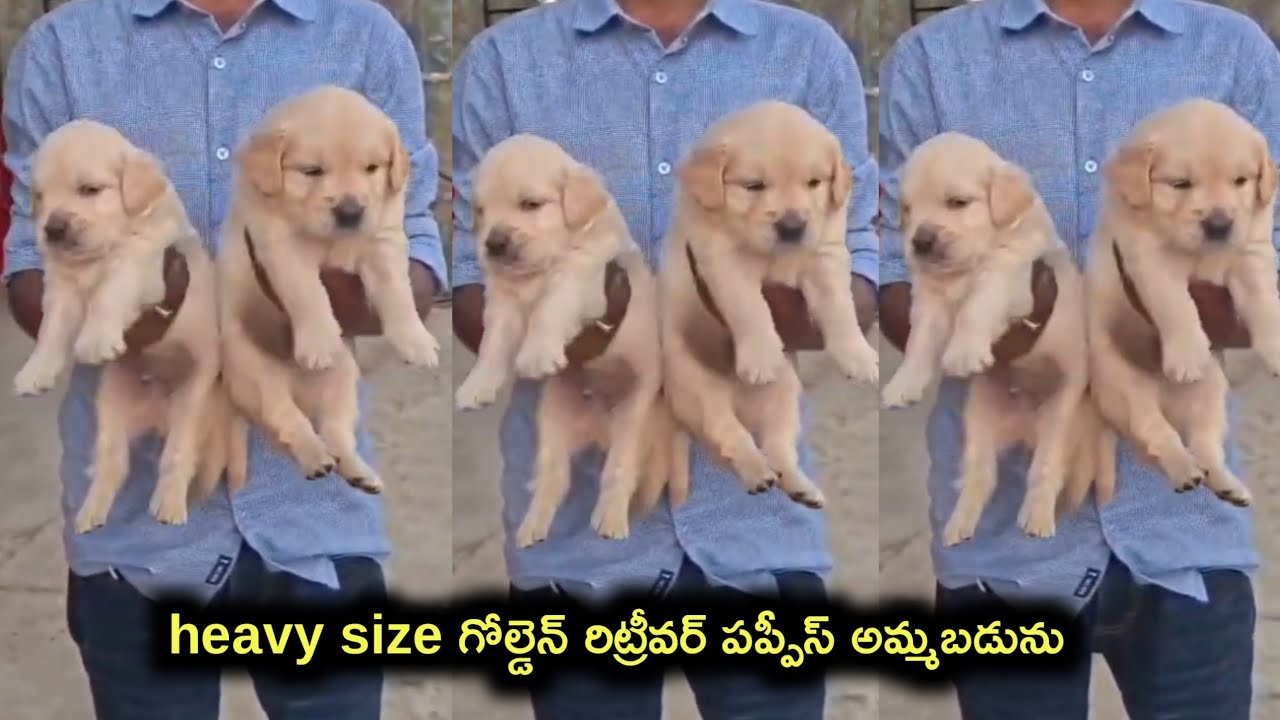top quality golden retriever puppies for sale in telugu/79815 71655 /aj pets