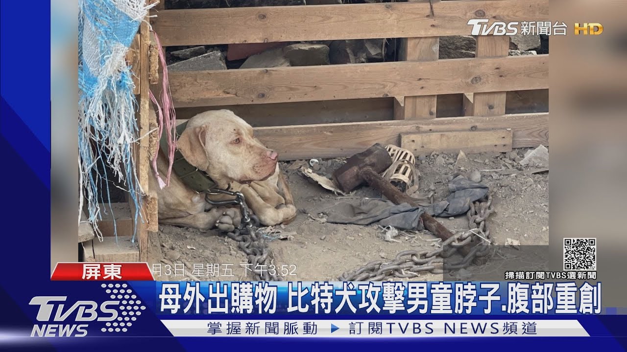 屏東春日3歲男童遭比特犬咬死狗沒登記將安樂死飼主受罰 法辦 Tvbs新聞 Youtube