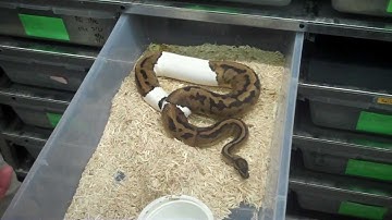 A visit to Royal Constrictor Designs 6/13/13 part 2