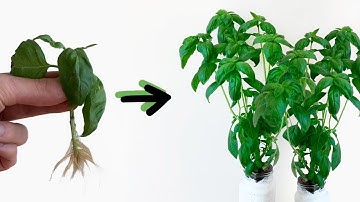 Basil - How to grow an UNLIMITED supply