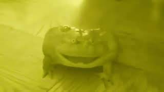 Earrape frog scream 