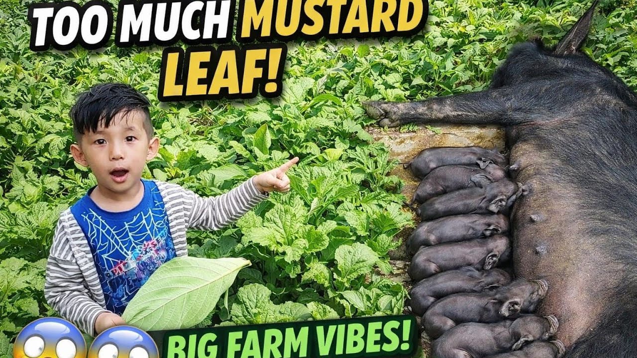 Funny Old is Gold Too Much Mustard Leaf ! Big Farm Vibes !