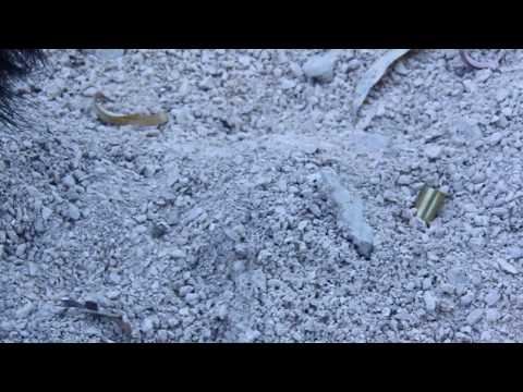 Sculptunes - Cartridges & Casings Shell _ sound effects library