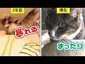 猫の首輪に鈴をつけた時の反応の違い