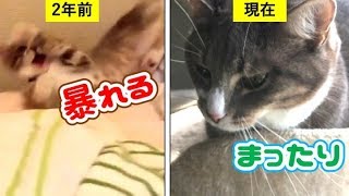 猫の首輪に鈴をつけた時の反応の違い