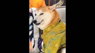 Dog Smiling Meme Template