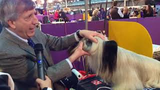 Michael Pesare: Skye Terrier at Westminster 2020