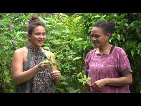 Vidéo: Kirkazon à Feuilles De Citrouille