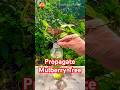 Propagate Mulberry Tree in Water