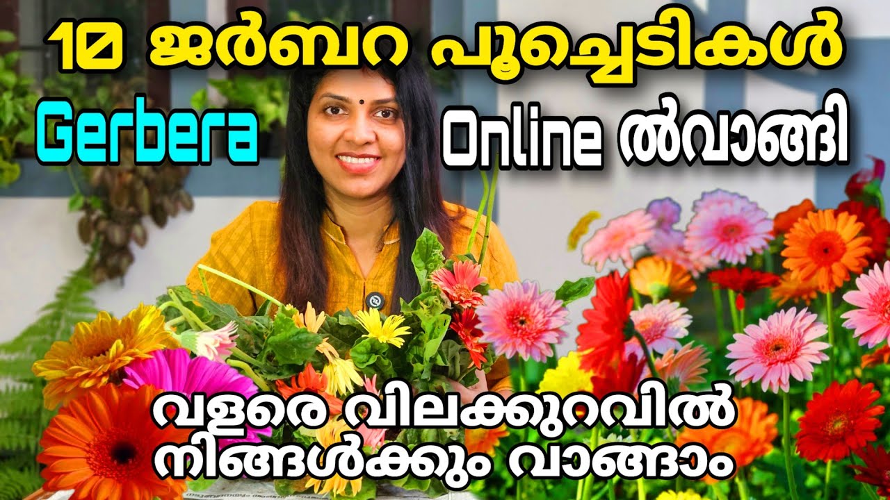 10 ജർബറ പൂച്ചെടികൾ ഓൺലൈനായി വാങ്ങി | വിലക്കുറവിൽനിങ്ങൾക്കും വാങ്ങാം | Gerbera flower plant