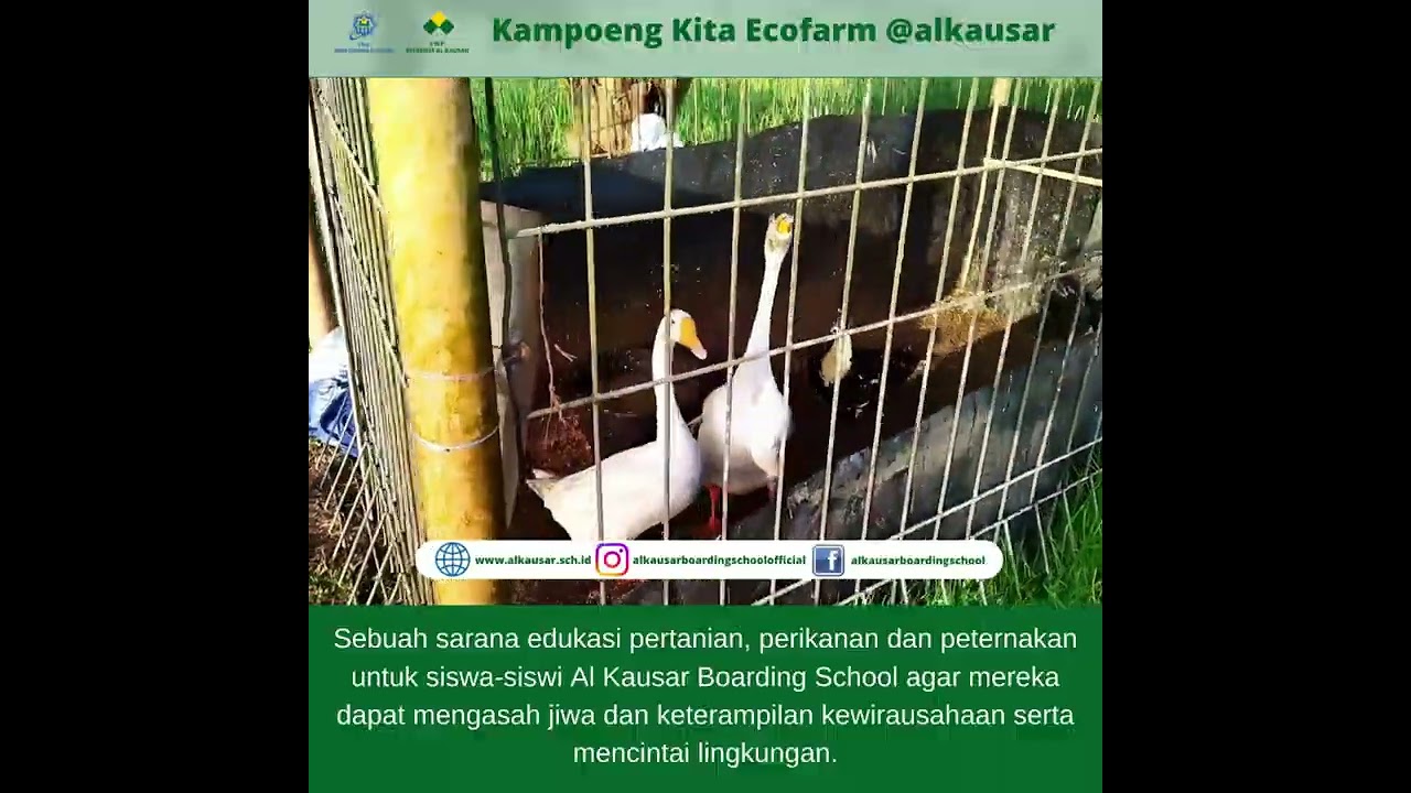 Kampoeng Kita Ecofarm | Al Kausar Boarding School