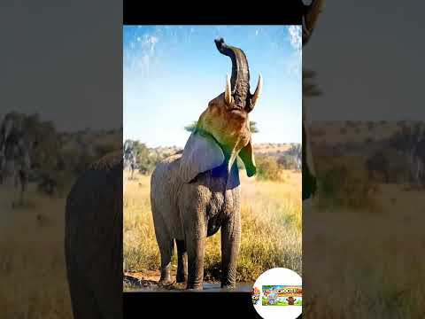 elephant 🐘 #chocokids #kidslearning #ipl #nurseryrhymes #love #kidscartoon #kidsvideos