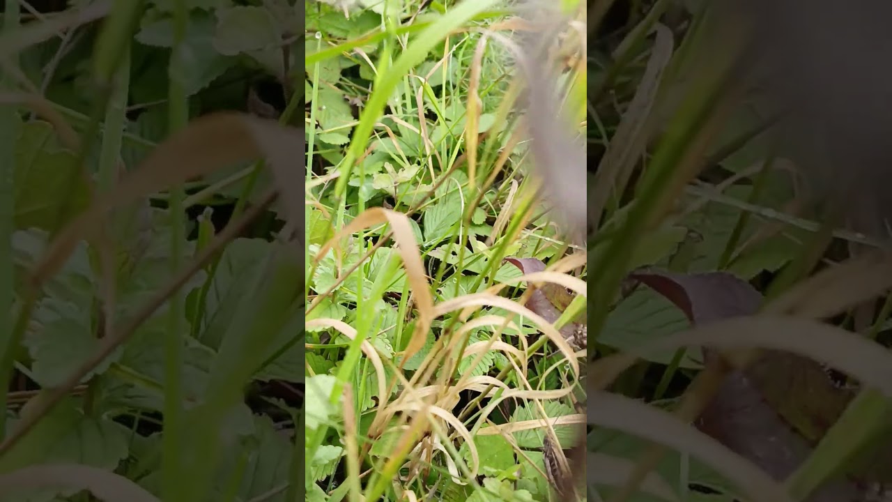 🌸🌿 The Hidden Beauty of Wildflowers | Nature’s Delicate Masterpieces 🌞🌍✨ 3 octombrie 2025