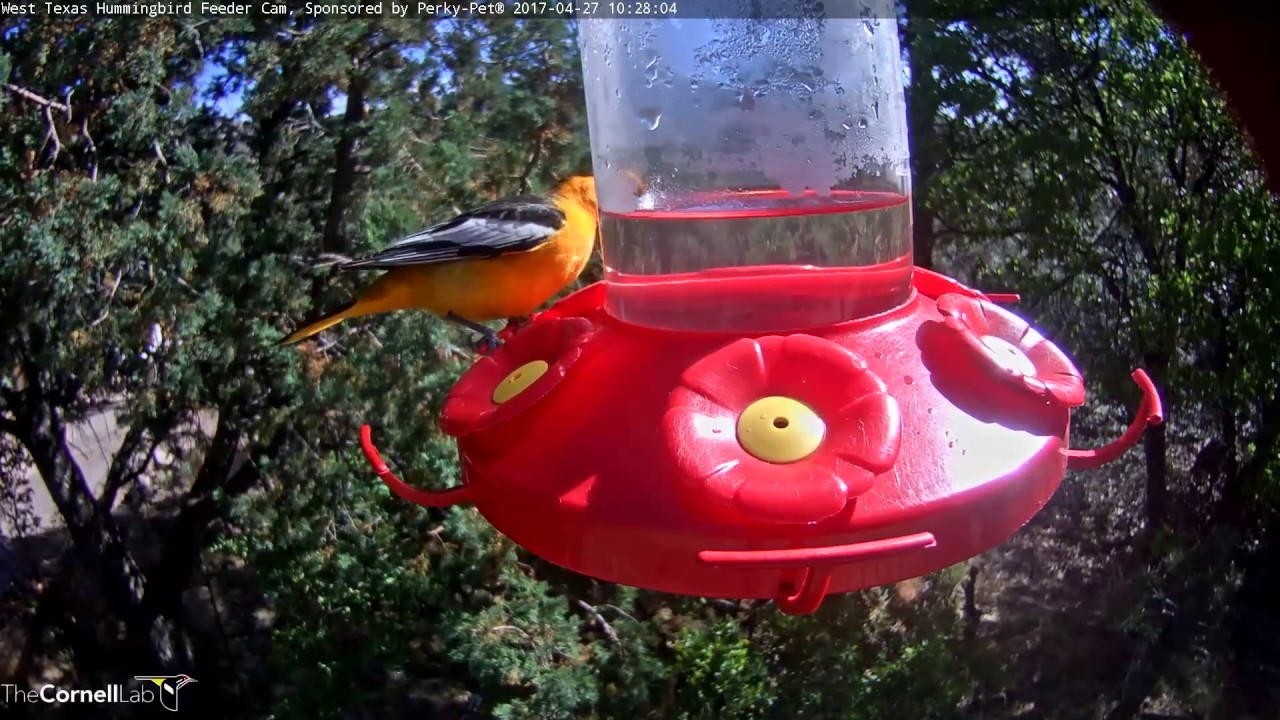 Bullock's Oriole on West Texas Hummingbird Cam – Apr. 27, 2017
