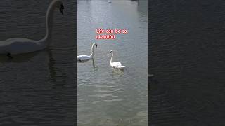 LIFE COULD BE SO BEAUTIFUL  LIKE THIS TWO SWANS #SHORTS