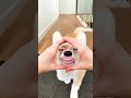 funny dog#corgi #puppy #funny #cutedog #pets #shibalovers #pet #petvideos #dog #corgicrew