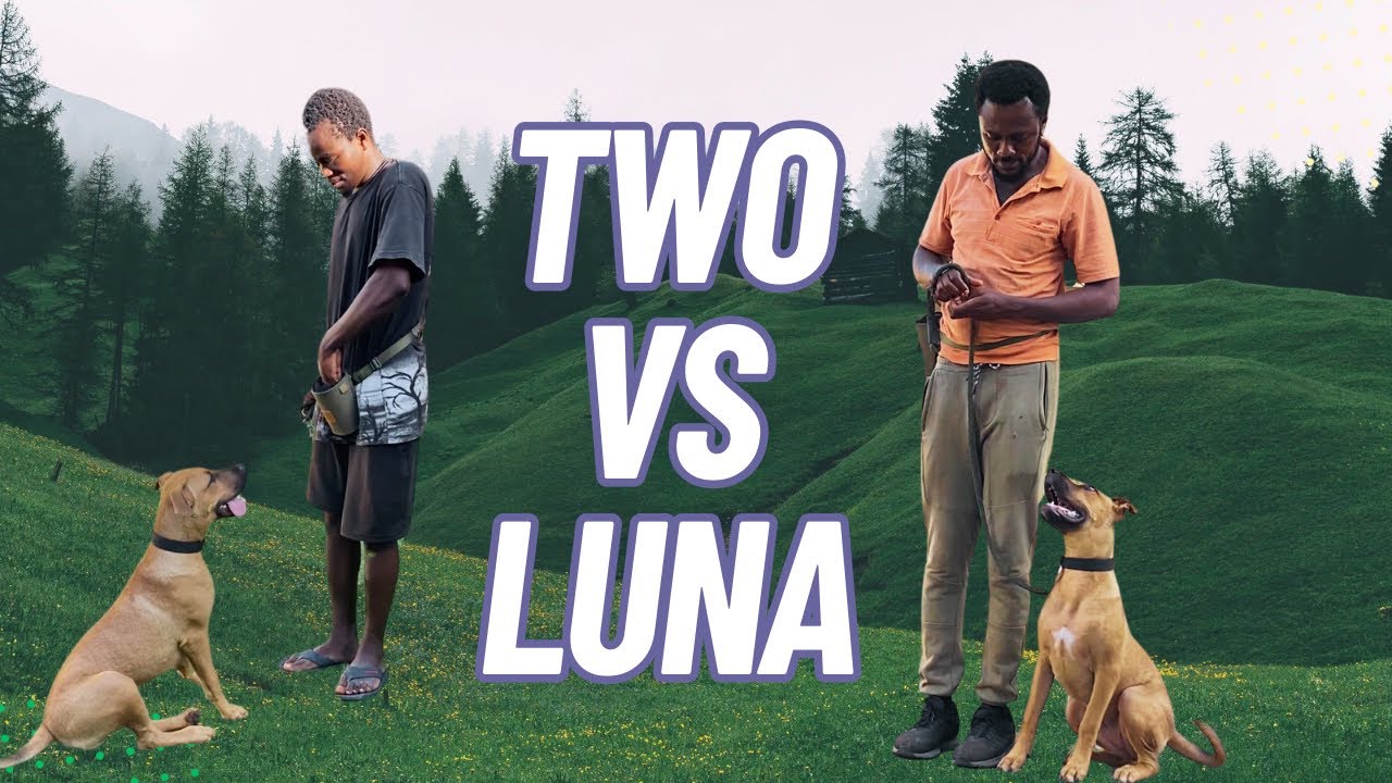 Obedience Training with Luna and Two Handlers - YouTube