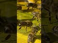 Beehive Leadership – How Nature Teaches Us to Build Systems That Lead Themselves