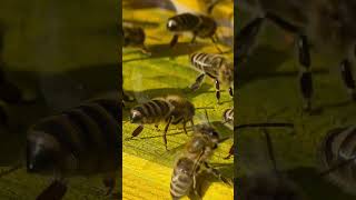 Beehive Leadership – How Nature Teaches Us to Build Systems That Lead Themselves