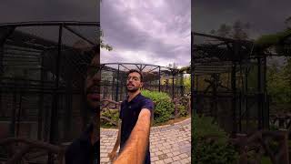 Sirf Rs.50 Mein Bengal Tiger Feeding Experience 🐅 | Multi Zoo B-17 Islamabad  #islamabad #lions #zoo