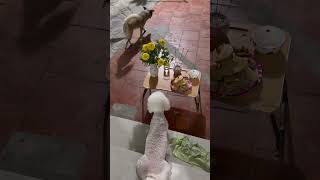 Trời Ơi Lu Nhà Ai Mà Dễ Thương Vậy Nè Huynguyễn Lvogl -C9T Cảm Ơn Cô Chú Đã Xem Kênh