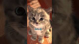 MY PET LITTLE KITTEN NEEA A EAT#1045  #kitten #kitty #funnycats