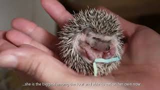 Hoglets of Chuchay | Welcome baby hedgehogs!