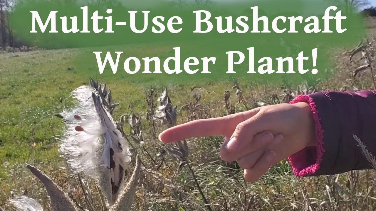 Milkweed -- A Miracle Bushcraft Plant