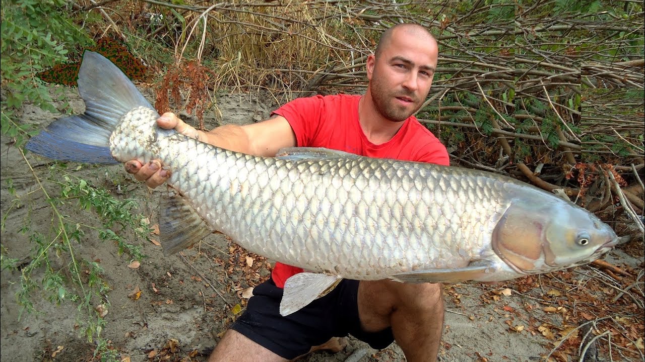 Риболов на Бял Амур река Дунав (гигантът)
