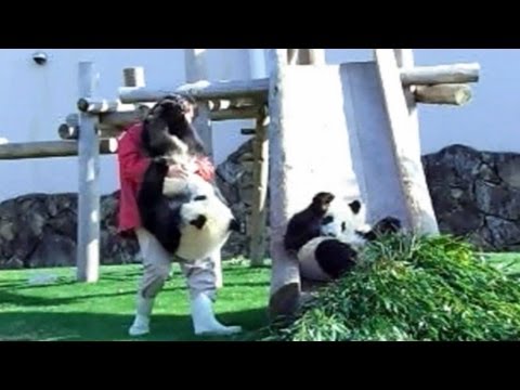 Panda Surprise 　びっくりパンダ